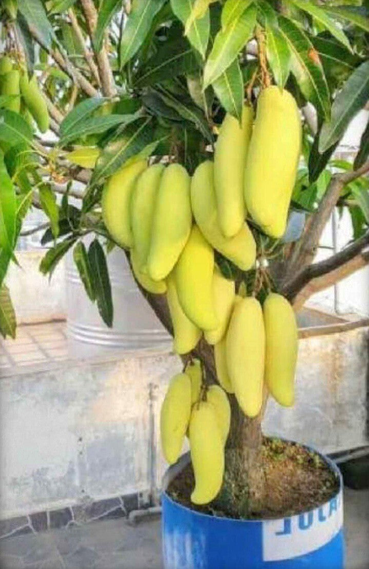 Hybrid Thai Banana Mango-shaped Basil Seeds from brand 205, showing fresh seed packets for planting and cultivation.