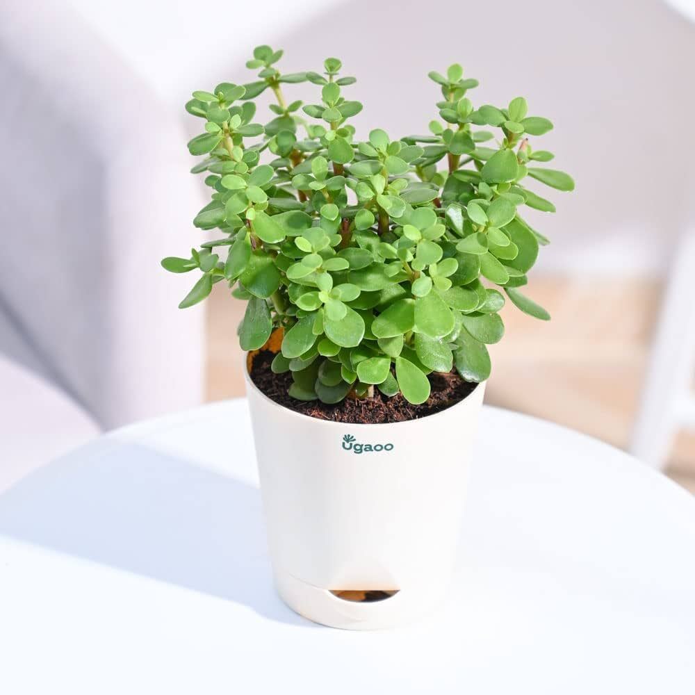 Basil Seeds from 205 brand, featuring small green seeds for planting Jade Plant or basil in a garden or pot.