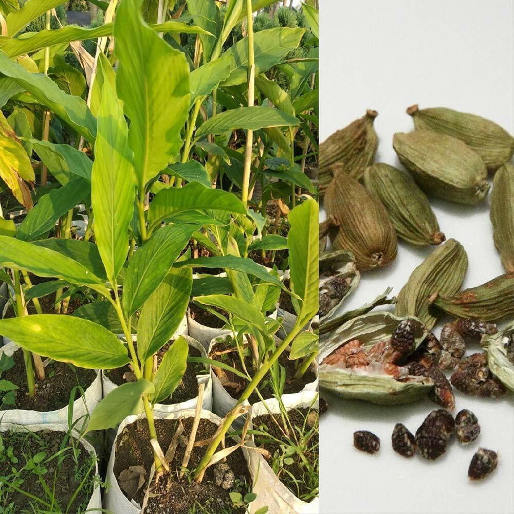 Healthy Basil Seeds for growing Badi Elaichi (Cardamom) plant, ideal for outdoor and indoor medicinal garden cultivation.