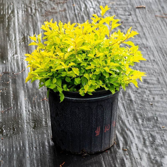 Close-up of live Golden Duranta plant with basil seeds from brand 205, showcasing vibrant green foliage and seed packaging.