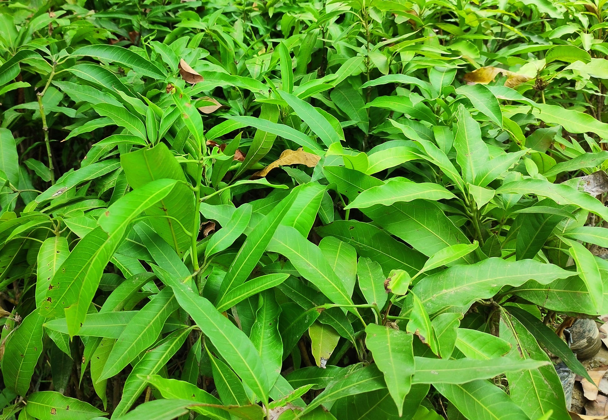 205 Basil Seeds for Mango All Season, healthy seeds for growing mango plants, shown in a clear package.