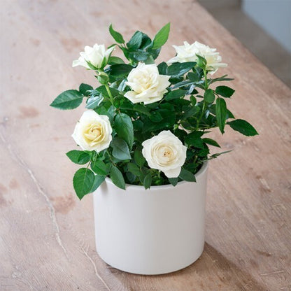 White rose flower plant grown from 205 brand Basil Seeds, showcasing beautiful white blooms and lush green foliage.