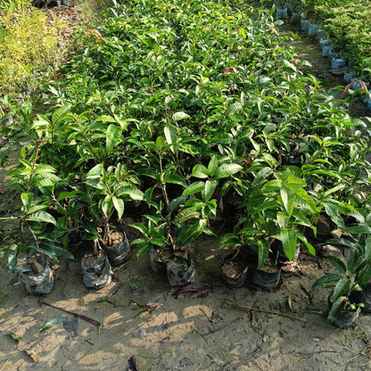 Japanese variety basil seeds from 205, showcasing small, dark seeds ideal for planting and growing flavorful basil.