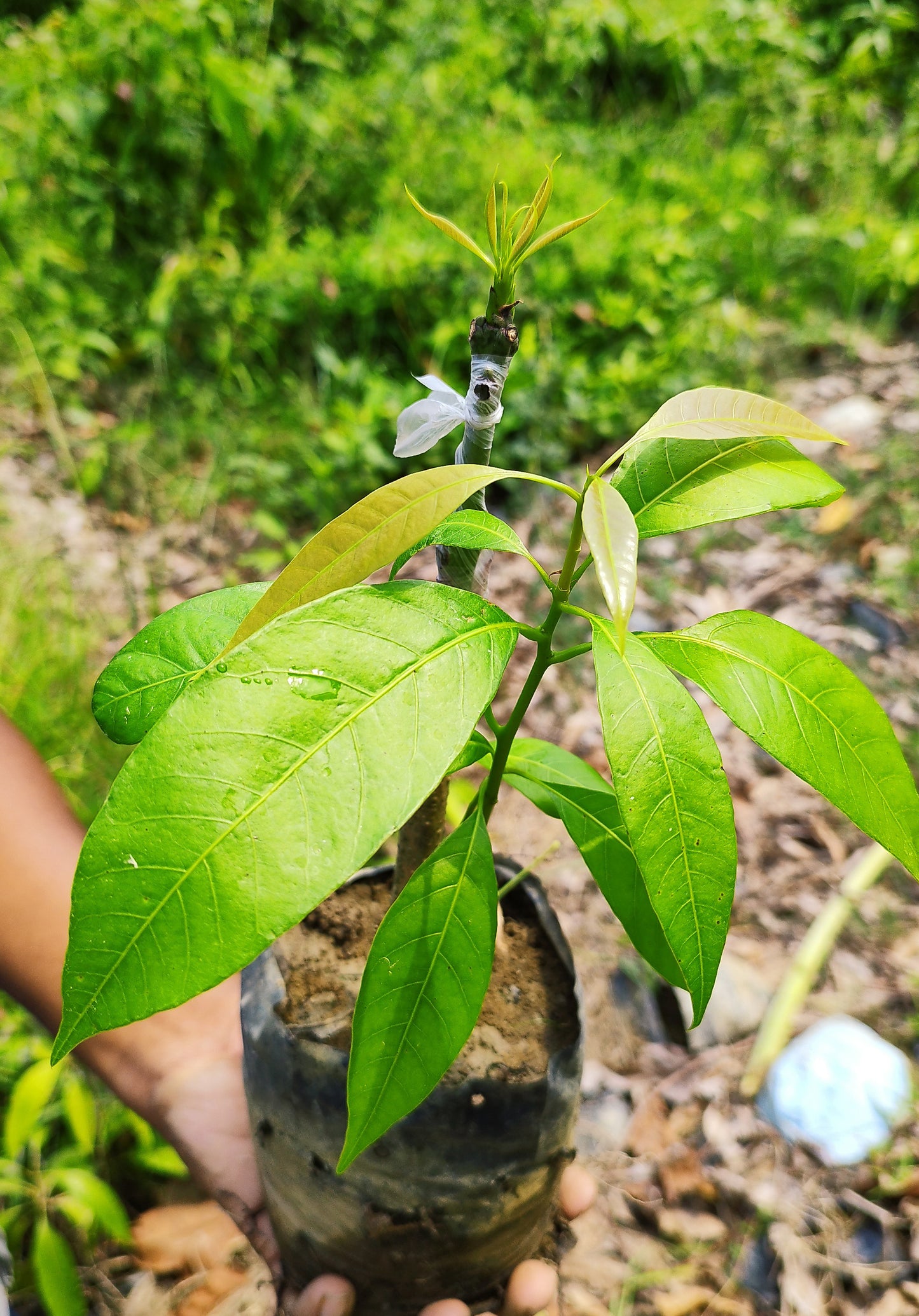 Japanese Mango Basil Seeds by 205, small green seeds with textured surface for planting and growing aromatic basil.