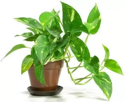 Close-up of 205 brand basil seeds for growing money plant, showing small, dark seeds in a clear container.