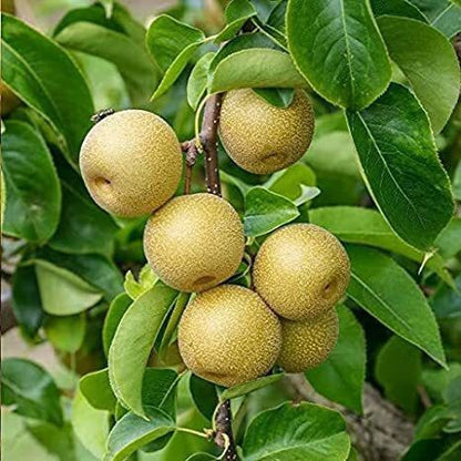 Close-up of 205 brand basil seeds in a pack for growing Pear hybrid live plants.