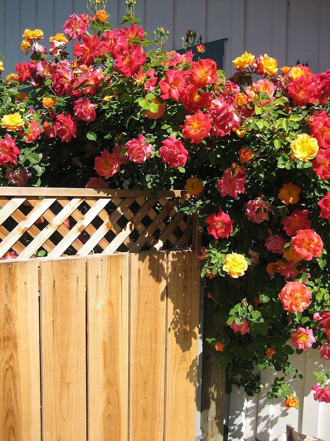 Healthy Joseph's Coat climbing rose plant with multicolor blooms, featuring vibrant foliage and sturdy stems, from 205 brand.