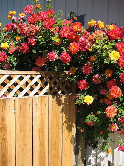 Healthy Joseph's Coat climbing rose plant with multicolor blooms, featuring vibrant foliage and sturdy stems, from 205 brand.