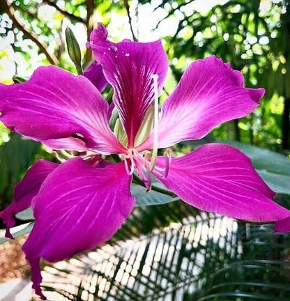 Purple Kanchan flowers plant grown from 205 brand basil seeds, showcasing vibrant purple blooms and lush green foliage.