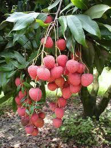 Red Litchi basil seeds from 205 brand, showing small seed packets with red litchi plant images and branding details.