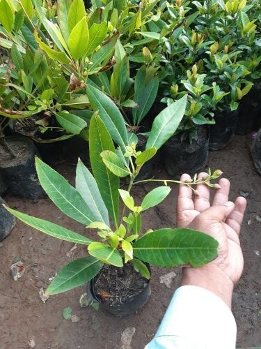 Basil Seeds plant from 205 brand, featuring a live Rudraksh seed plant with green leaves and healthy growth visible in the image.