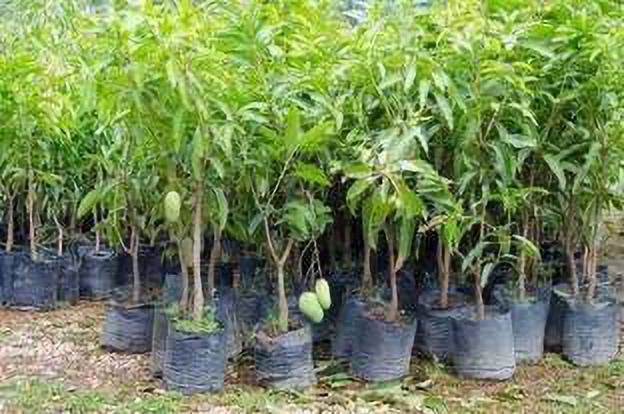 Live grafted plant of sweet green mango (Kaccha Mitha Aam) with basil seeds from brand 205, showing fresh, healthy fruit and foliage.