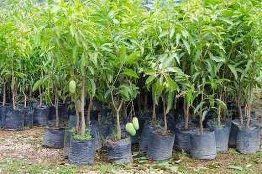 Live grafted plant of sweet green mango (Kaccha Mitha Aam) with basil seeds from brand 205, showing fresh, healthy fruit and foliage.