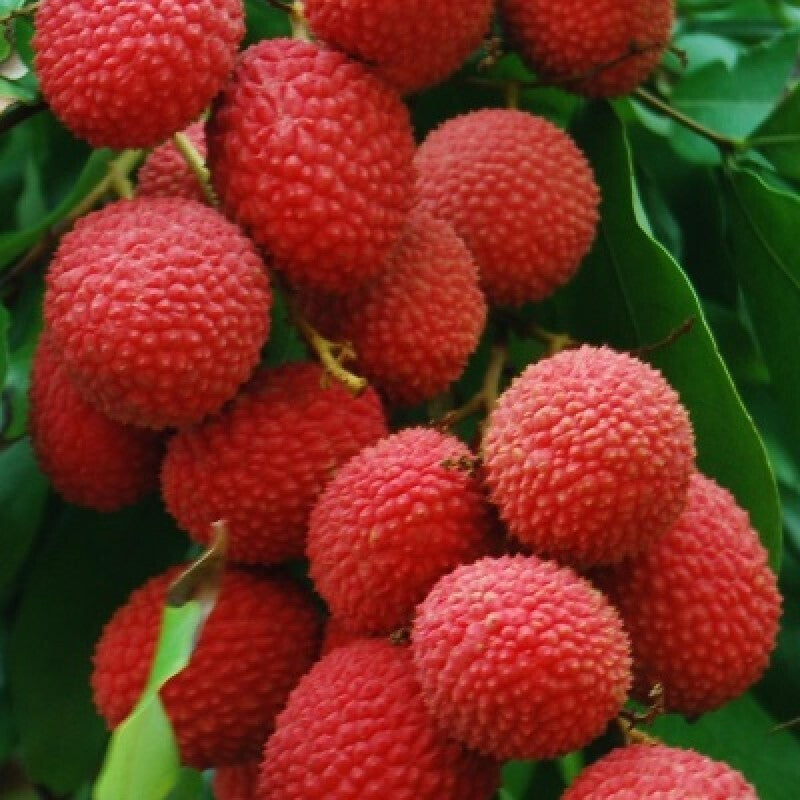 Healthy 1.5ft Sweet Litchi fruit plant grown from 205 Basil Seeds, with Polly bags for short-term growth and freshness.