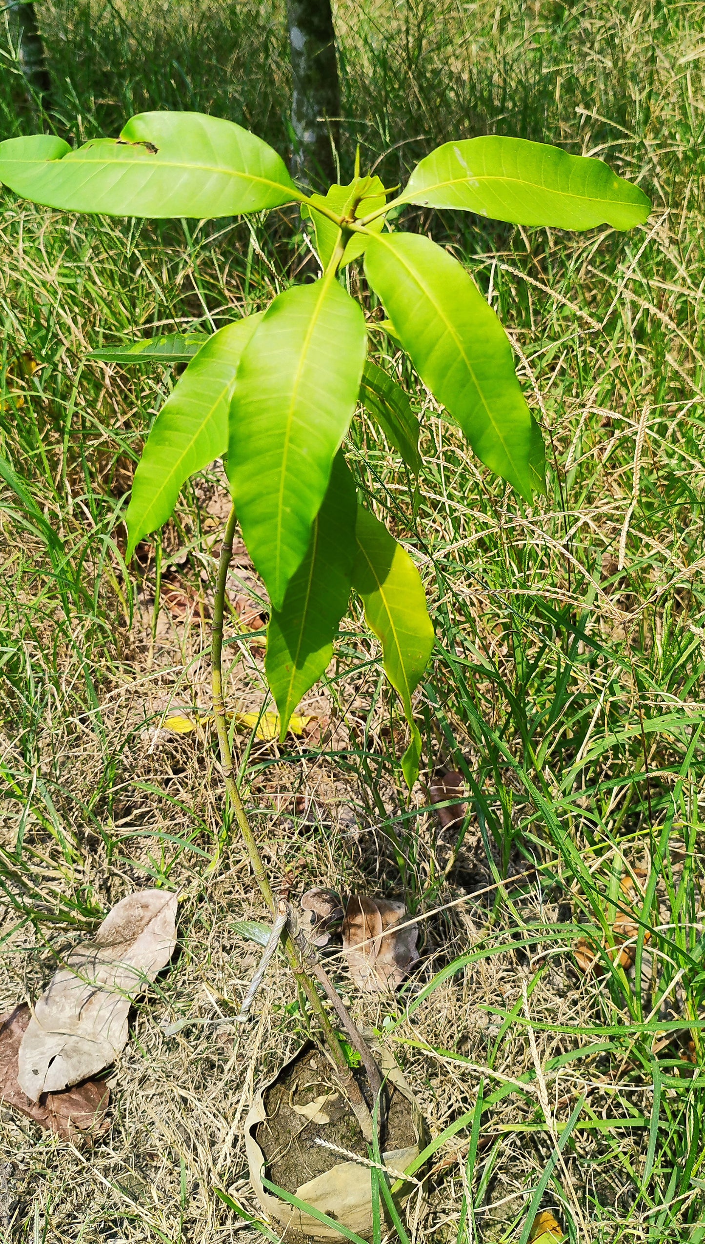 Basil seeds from 205 brand, with an image of a Catimon grafted mango plant, 2 to 2.6 feet tall, bearing large mangoes over 1kg.