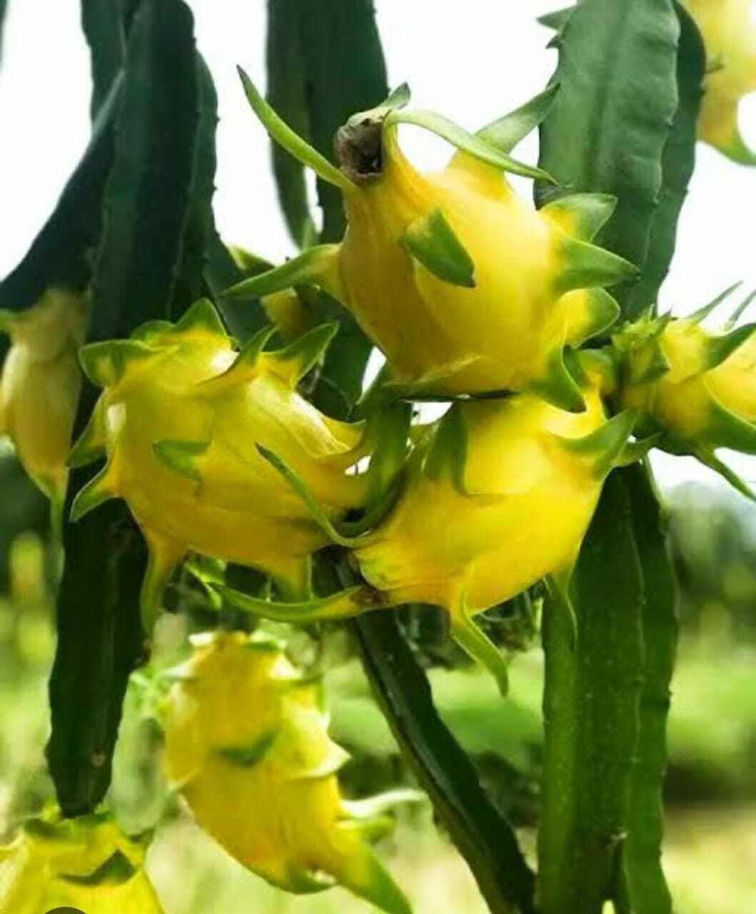 Yellow Dragon basil seeds from 205 brand, close-up of small yellow seeds in a clear container, ideal for herb gardening.