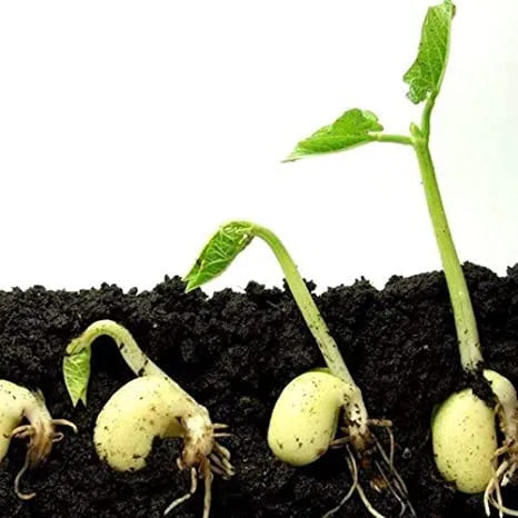 Two 205 garden sprayers with vermicompost fertilizer for plants, shown in a pack of two, used for eco-friendly plant nourishment