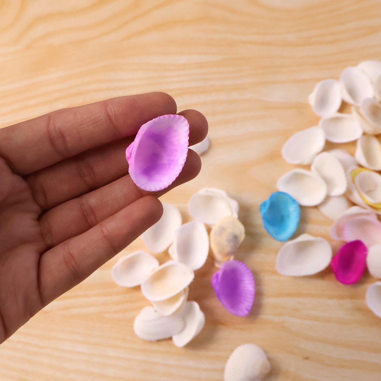 Set of decorative seashells from Wukusy, featuring various natural shells arranged together for coastal decor.