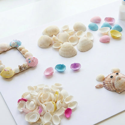 Set of decorative seashells by Wukusy, featuring various natural shells perfect for home decor or craft projects.