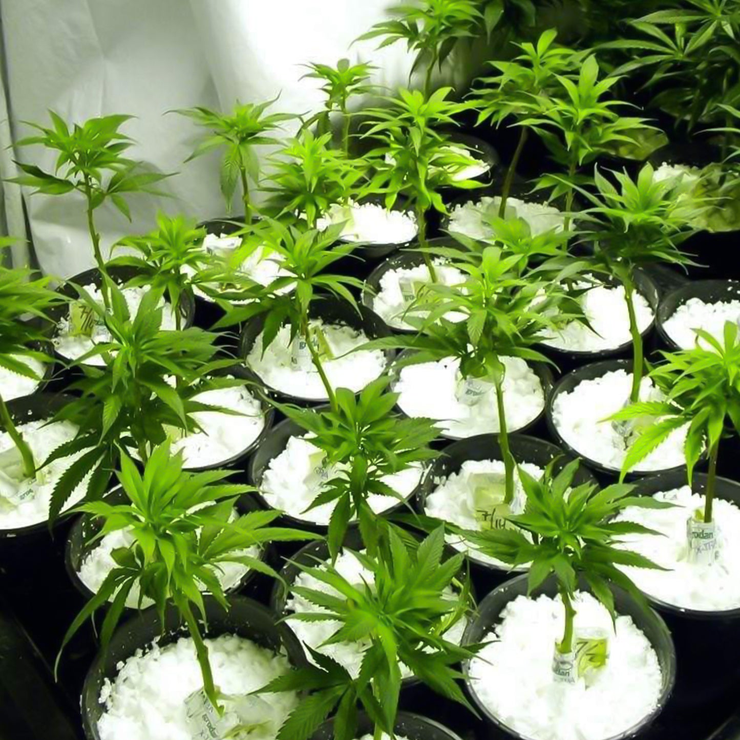 Wukusy Paradise Perlite for hydroponics and terrace gardening, 250g, showing white lightweight soil conditioner in a garden setting.