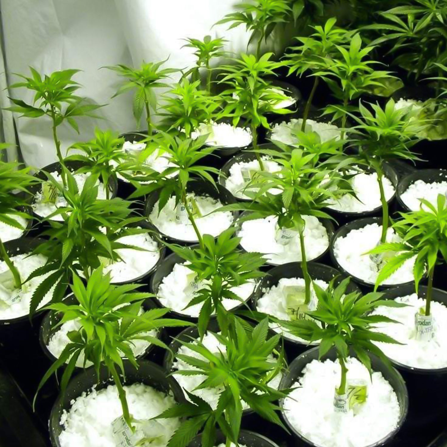 Wukusy Paradise Perlite for hydroponics and terrace gardening, 250g, showing white lightweight soil conditioner in a garden setting.
